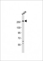 CASC5 Antibody - Anti-CASC5 Antibody (C-Term)at 1:500 dilution + HeLa whole cell lysates Lysates/proteins at 20 ug per lane. Secondary Goat Anti-Rabbit IgG, (H+L), Peroxidase conjugated at 1:10000 dilution. Predicted band size: 265 kDa. Blocking/Dilution buffer: 5% NFDM/TBST.