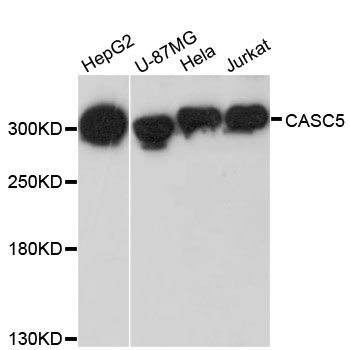 CASC5 Antibody - Western blot analysis of extracts of various cell lines, using CASC5 antibody at 1:3000 dilution. The secondary antibody used was an HRP Goat Anti-Rabbit IgG (H+L) at 1:10000 dilution. Lysates were loaded 25ug per lane and 3% nonfat dry milk in TBST was used for blocking. An ECL Kit was used for detection and the exposure time was 90s.