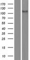 CASKIN2 Protein - Western validation with an anti-DDK antibody * L: Control HEK293 lysate R: Over-expression lysate