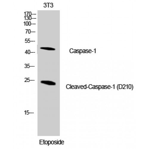 CASP1 / Caspase 1 Antibody - Western blot of Cleaved-Caspase-1 (D210) antibody