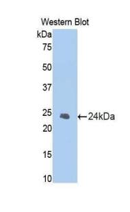 CASP1 / Caspase 1 Antibody - Western blot of recombinant CASP1 / Caspase 1.  This image was taken for the unconjugated form of this product. Other forms have not been tested.
