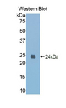 CASP1 / Caspase 1 Antibody - Western blot of recombinant CASP1 / Caspase 1.  This image was taken for the unconjugated form of this product. Other forms have not been tested.