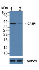 CASP1 / Caspase 1 Antibody - Knockout Varification: Lane 1: Wild-type Raji cell lysate; Lane 2: CASP1 knockout Raji cell lysate; Predicted MW: 10,30,35,43,45kDa ; Observed MW: 42kDa; Primary Ab: 5µg/ml Rabbit Anti-Porcine CASP1 Antibody; Second Ab: 0.2µg/mL HRP-Linked Caprine Anti-Rabbit IgG Polyclonal Antibody;