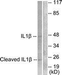 CASP1 / Caspase 1 Antibody - Western blot of extracts from NIH-3T3 cells, treated with Etoposide 25 uM 60', using IL-1 beta (Cleaved-Asp210) Antibody. The lane on the right is treated with the synthesized peptide.