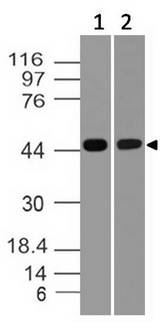CASP1 / Caspase 1 Antibody - Fig-2: Western blot analysis of Caspase 1. Anti-Caspase 1 antibody was used at 2 µg/ml on (1) Raw and (2) EL-4 lysates.