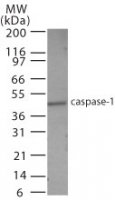 CASP1 / Caspase 1 Antibody - Western blot of Caspase-1 in HeLa cell lysate using antibody at 0.5 ug/ml.