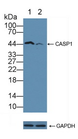 CASP1 / Caspase 1 Antibody - Knockout Varification: Lane 1: Wild-type Hela cell lysate; Lane 2: CASP1 knockout Hela cell lysate; Predicted MW: 10,29~45kd Observed MW: 45kd Primary Ab: 1µg/ml Rabbit Anti-Human CASP1 Antibody Second Ab: 0.2µg/mL HRP-Linked Caprine Anti-Rabbit IgG Polyclonal Antibody