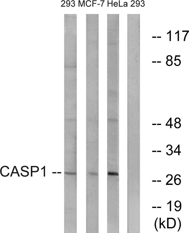CASP1 / Caspase 1 Antibody - Western blot analysis of lysates from 293, MCF-7, and HeLa cells, using Caspase 1 Antibody. The lane on the right is blocked with the synthesized peptide.