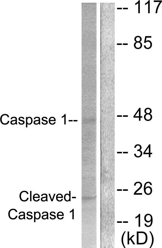 CASP1 / Caspase 1 Antibody - Western blot analysis of extracts from NIH/3T3 cells, treated with PMA (25uM, 60mins), using Caspase 1 (Cleaved-Asp210) antibody.