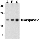 CASP1 / Caspase 1 Antibody - Western blot of caspase-1 in human heart cell lysate with caspase-1 antibody at (A) 0.5, (B) 1, and (C) 2 ug/ml.