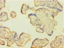 CASP1 / Caspase 1 Antibody - Immunohistochemistry of paraffin-embedded human placenta tissue using CASP1 Antibody at dilution of 1:100