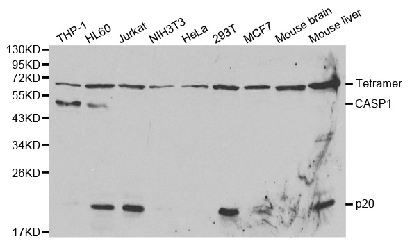 CASP1 / Caspase 1 Antibody - Western blot analysis of extracts of various cell lines.