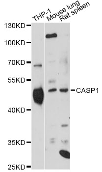 CASP1 / Caspase 1 Antibody - Western blot analysis of extracts of various cell lines, using CASP1 antibody at 1:1000 dilution. The secondary antibody used was an HRP Goat Anti-Rabbit IgG (H+L) at 1:10000 dilution. Lysates were loaded 25ug per lane and 3% nonfat dry milk in TBST was used for blocking. An ECL Kit was used for detection and the exposure time was 30s.