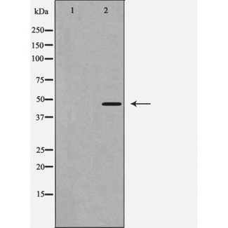 CASP1 / Caspase 1 Antibody - Western blot analysis of Caspase 1 expression in 293 cells. The lane on the left is treated with the antigen-specific peptide.