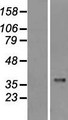 CASP1 / Caspase 1 Protein - Western validation with an anti-DDK antibody * L: Control HEK293 lysate R: Over-expression lysate