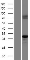 CASP1 / Caspase 1 Protein - Western validation with an anti-DDK antibody * L: Control HEK293 lysate R: Over-expression lysate