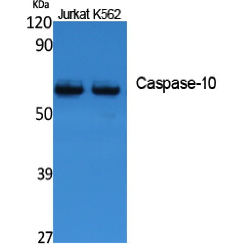 CASP10 / Caspase 10 Antibody - Western blot of Caspase-10 antibody