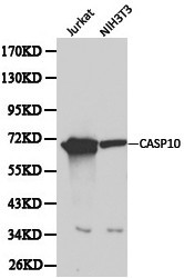 CASP10 / Caspase 10 Antibody - Western blot of CASP10 pAb in extracts from Jurkat and NIH3T3 cells.