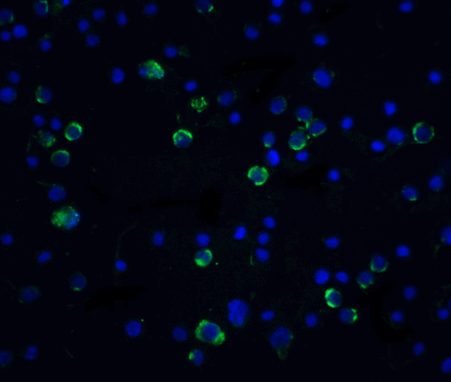 CASP10 / Caspase 10 Antibody - Immunofluorescence of Casp10 in Hela cells with Caspase 10 antibody at 20 ug/mL.  Green: Caspase-10 Antibody  Blue: DAPI staining