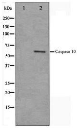 CASP10 / Caspase 10 Antibody - Western blot of HeLa cell lysate using Caspase 10 Antibody