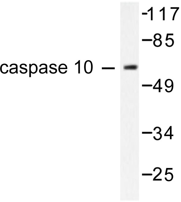 CASP10 / Caspase 10 Antibody - Western blot of Caspase 10 (K442) pAb in extracts from HeLa cell.