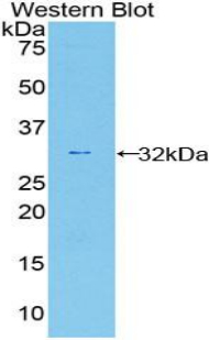 CASP12 / Caspase 12 Antibody - Western blot of recombinant CASP12 / Caspase 12.  This image was taken for the unconjugated form of this product. Other forms have not been tested.
