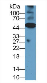 CASP12 / Caspase 12 Antibody - Western Blot; Sample: Mouse Heart lysate; Primary Ab: 1µg/ml Rabbit Anti-Rat CASP12 Antibody Second Ab: 0.2µg/mL HRP-Linked Caprine Anti-Rabbit IgG Polyclonal Antibody