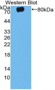 CASP12 / Caspase 12 Antibody - Western blot of recombinant CASP12 / Caspase 12.