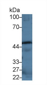 CASP12 / Caspase 12 Antibody - Western Blot; Sample: Mouse Spleen lysate; Primary Ab: 2µg/ml Rabbit Anti-Mouse CASP12 Antibody Second Ab: 0.2µg/mL HRP-Linked Caprine Anti-Rabbit IgG Polyclonal Antibody
