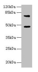 CASP12 / Caspase 12 Antibody - Western blot All lanes: Casp12 antibody at 6µg/ml + LO2 whole cell lysate Secondary Goat polyclonal to rabbit IgG at 1/10000 dilution Predicted band size: 48 kDa Observed band size: 48, 75 kDa