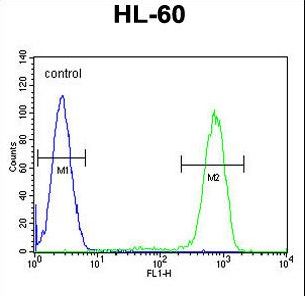 CASP12 / Caspase 12 Antibody - CASP12 Antibody flow cytometry of HL-60 cells (right histogram) compared to a negative control cell (left histogram). FITC-conjugated goat-anti-rabbit secondary antibodies were used for the analysis.