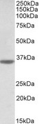 CASP12 / Caspase 12 Antibody - CASP12 antibody (0.5 ug/ml) staining of Human Heart lysate (35 ug protein in RIPA buffer). Primary incubation was 1 hour. Detected by chemiluminescence.