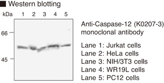 CASP12 / Caspase 12 Antibody