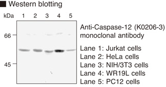 CASP12 / Caspase 12 Antibody