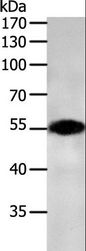 CASP12 / Caspase 12 Antibody - Western blot analysis of NIH/3T3 cell, using CASP12 Polyclonal Antibody at dilution of 1:700.