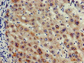 CASP12 / Caspase 12 Antibody - Immunohistochemistry of paraffin-embedded human liver tissue using CASP12 Antibody at dilution of 1:100