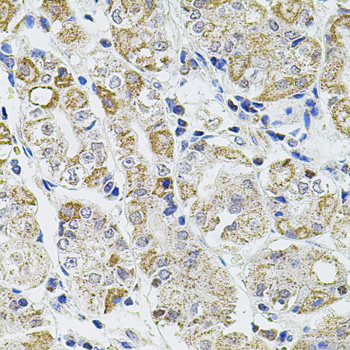 CASP12 / Caspase 12 Antibody - Immunohistochemistry of paraffin-embedded human stomach using CASP12 antibody at dilution of 1:100 (40x lens).