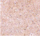 CASP13 / Caspase 13 Antibody - Immunohistochemical staining of Caspase-13 in mouse brain tissue with Caspase-13 antibody at 10µg/ml.