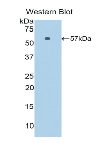 CASP14 / Caspase 14 Antibody - Western blot of recombinant CASP14 / Caspase 14.  This image was taken for the unconjugated form of this product. Other forms have not been tested.
