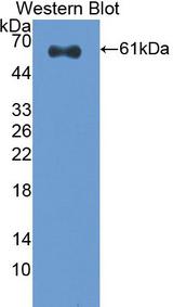 CASP14 / Caspase 14 Antibody - Western Blot; Sample: Recombinant protein.