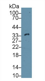 CASP14 / Caspase 14 Antibody - Western Blot; Sample: Mouse Skin lysate; Primary Ab: 1µg/ml Rabbit Anti-Mouse CASP14 Antibody Second Ab: 0.2µg/mL HRP-Linked Caprine Anti-Rabbit IgG Polyclonal Antibody