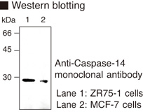CASP14 / Caspase 14 Antibody