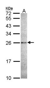 CASP14 / Caspase 14 Antibody - Sample (30 ug of whole cell lysate). A: A431. 12% SDS PAGE. CASP14 antibody diluted at 1:1000. 