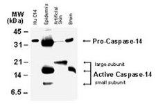 CASP14 / Caspase 14 Antibody - Western blot of Caspase-14. Tissue lysates (50 ug/lane) and recombinant human Caspase-14 were (Hu C14, 15 ng) were western blotted with Caspase-14 antibody at 1:2000. The antibody detected both the proform of caspase-14, and the large and small subunits of active/cleaved caspase-14.