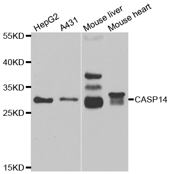 CASP14 / Caspase 14 Antibody - Western blot analysis of extracts of various cell lines.