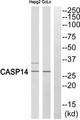 CASP14 / Caspase 14 Antibody - Western blot analysis of extracts from COLO cells and HepG2 cells, using Caspase 14 (p10, Cleaved-Lys222) antibody.