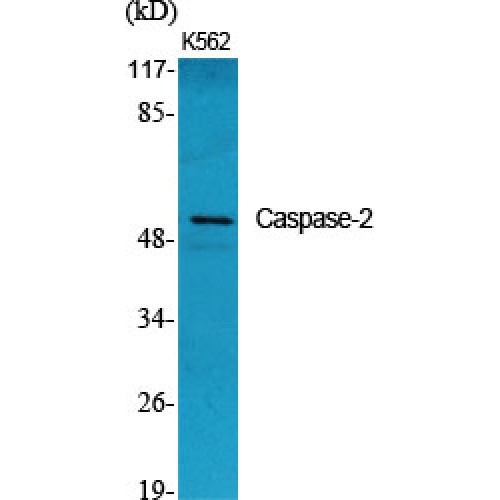 CASP2 / Caspase 2 Antibody - Western blot of Caspase-2 antibody