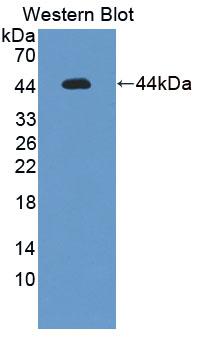 CASP2 / Caspase 2 Antibody - Western Blot; Sample: Recombinant protein.