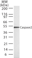 CASP2 / Caspase 2 Antibody - Western blot analysis for human Caspase-2 using antibody at 1:1000 on 20 ugs of HL60 whole cell lysate.