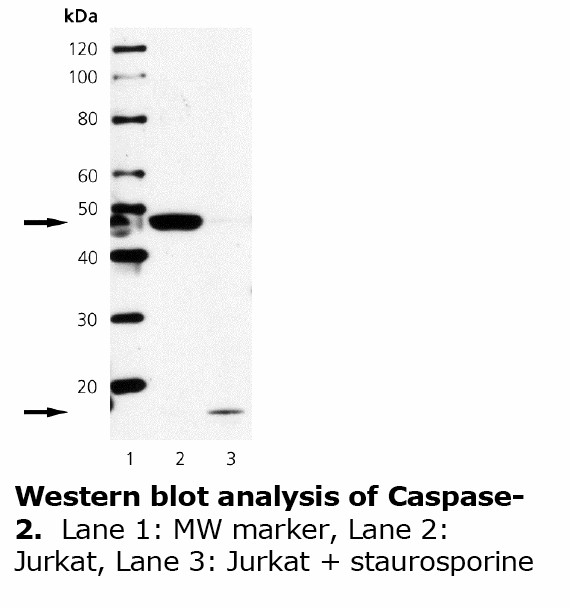 CASP2 / Caspase 2 Antibody